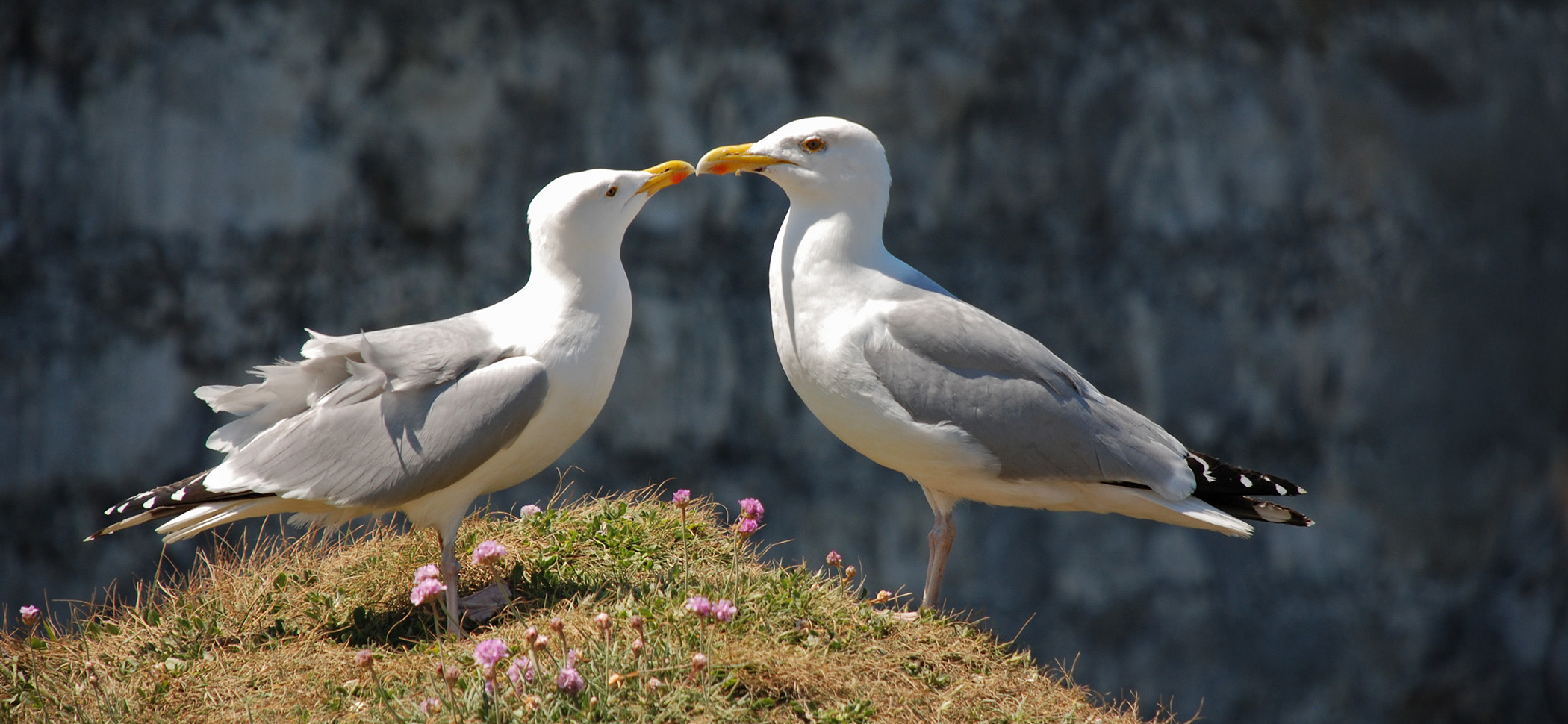 Couple de mouettes sur les falaises d’Étretat