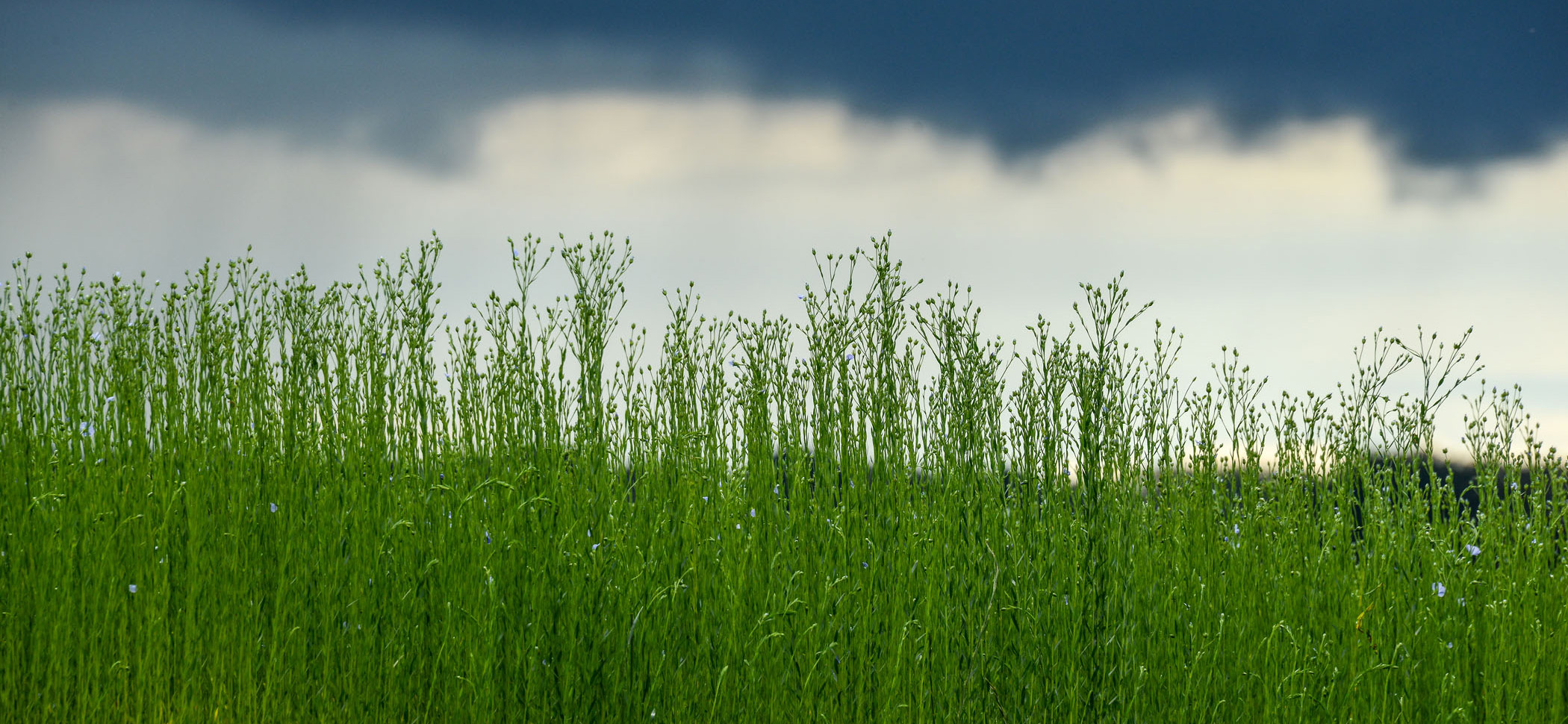 Filière lin en Seine-Maritime : champ de lin prêt à fleurir