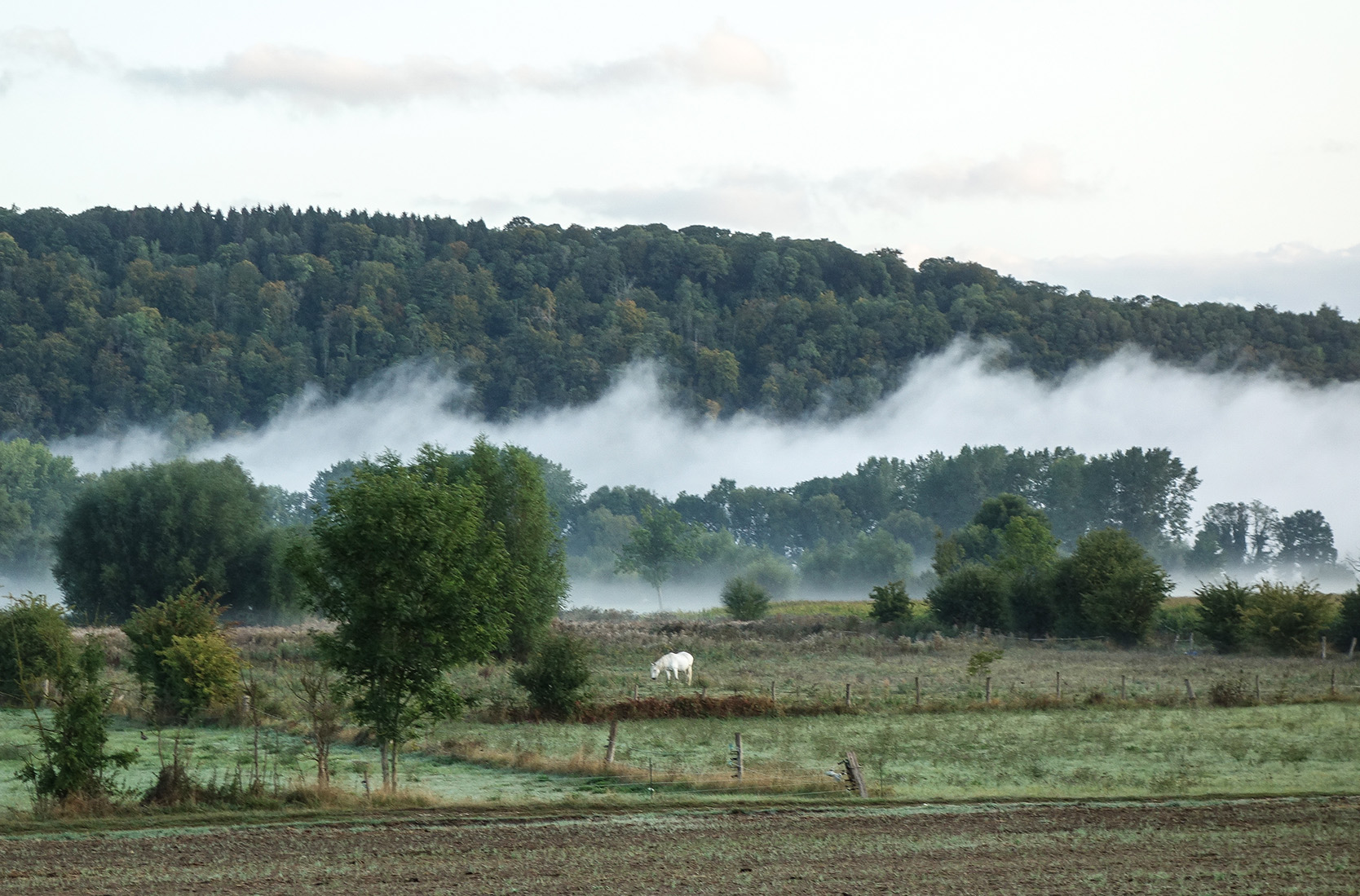 Brume matinale dans la zone humide de Saint-Wandrille, avec un cheval blanc