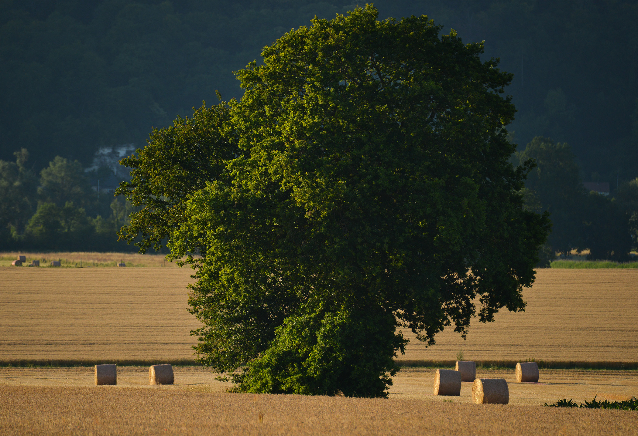 Arbre solitaire au milieu des champs après la moisson, baigné par la lumière dorée du soir