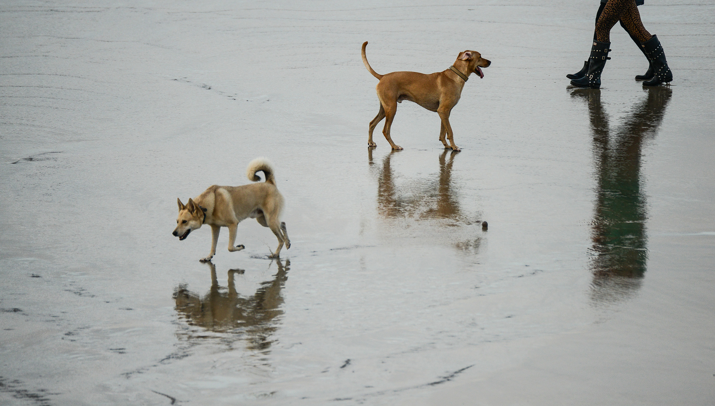 Promenade de chiens sur une plage de la Côte normande