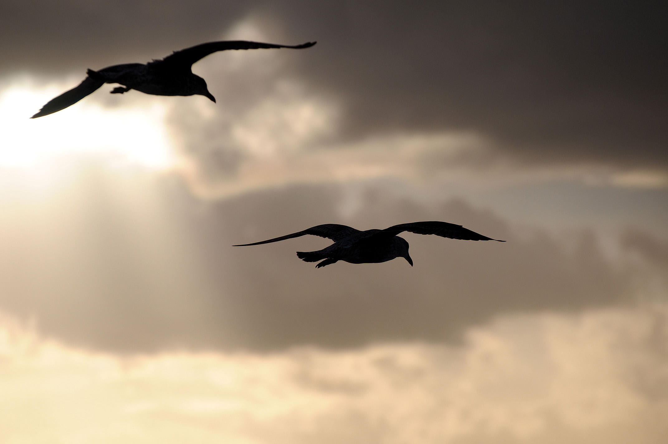 Deux goélands en vol plané, silhouettes en contre-jour sur un ciel nuageux