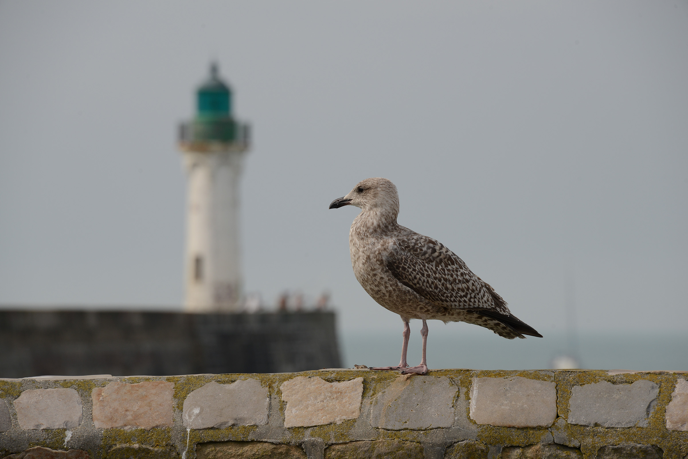 Goéland immature posé sur un muret avec un phare en arrière-plan • Photo © Stéphane l’Hôte