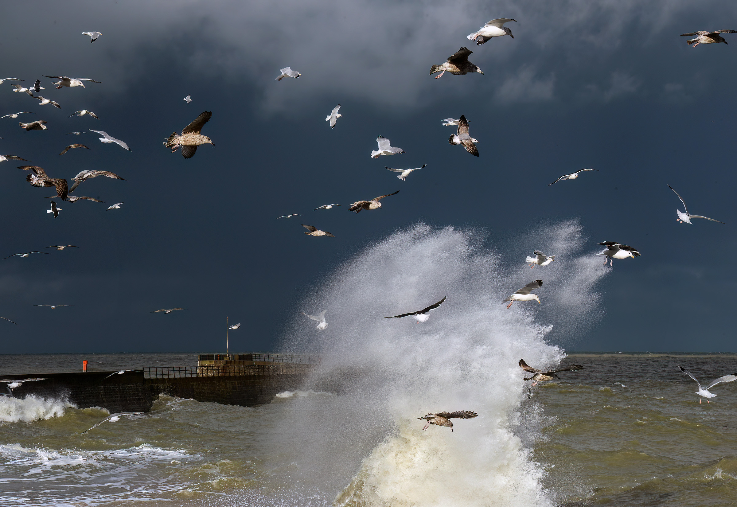 Goélands en vol dans la tempête sur la Côte d’Albâtre - Photo © Stéphane l’Hôte