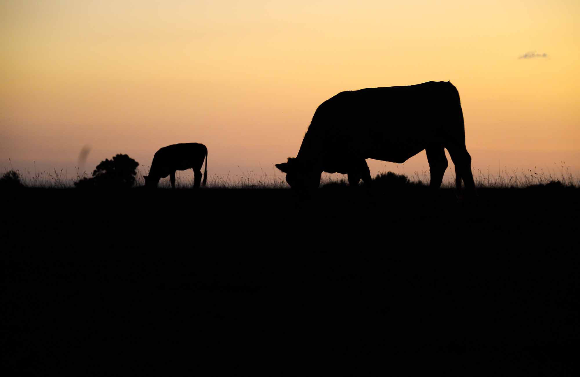 Vache et veau en silhouettes dans la campagne de Seine-Maritime au coucher du soleil