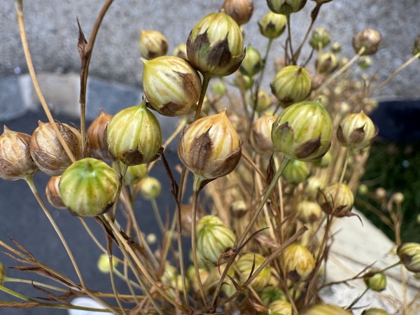 Gros plan sur des capsules de lin arrivées à maturité, portées par de fines tiges élancées. Les coques striées, mêlant nuances de vert tendre, de jaune et de brun, témoignent du séchage progressif de la plante. La lumière naturelle souligne la texture mate des capsules et la délicatesse de la structure végétale. En arrière-plan, flou et minéral, le décor met en valeur la plante, symbole d’un savoir-faire agricole et textile profondément ancré en Normandie.