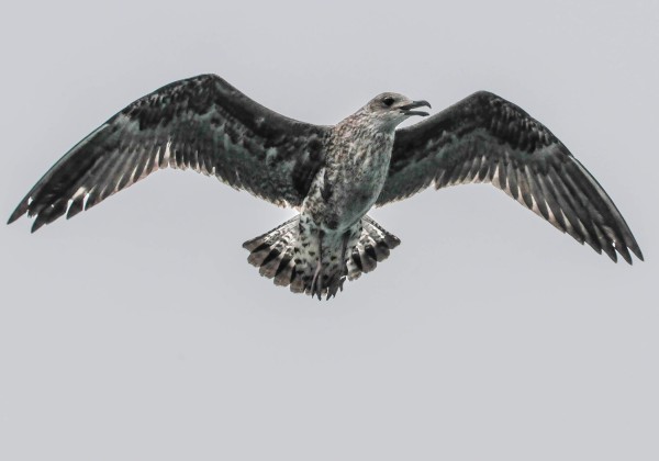 Jeune goéland argenté  (immature)