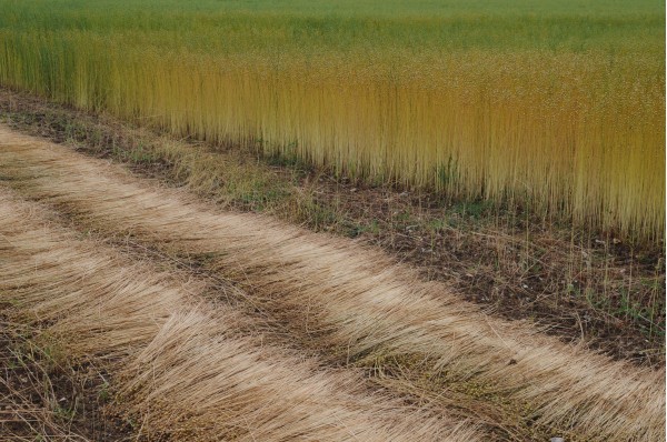 Andains de lin au sol : rouissage en cours, stries et textures dans le champ. • Photo © Stéphane l’Hôte