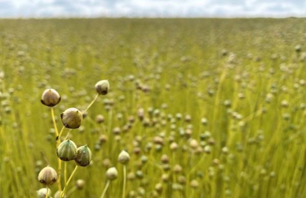 Capsules dans le champ : détail de matière avant récolte complète. • Photo © Stéphane l’Hôte