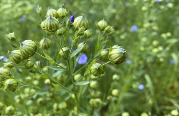 Capsules/graines : boutons et fruits du lin, texture serrée. • Photo © Stéphane l’Hôte