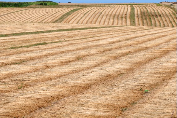 Champ de lin en lignes parallèles en Seine-Maritime, paysage agricole du Pays de Caux • Photo © Stéphane l’Hôte
