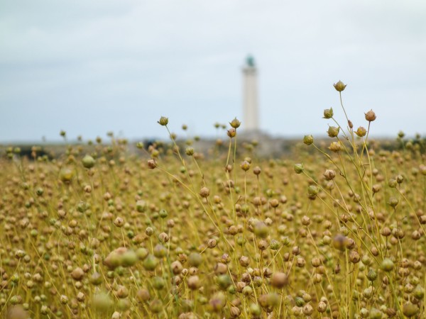 Champ proche du littoral : lin en avant-plan et repère maritime (phare) à l’horizon. • Photo © Stéphane l’Hôte