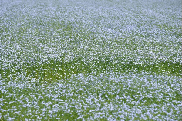 Champ de lin en fleur : un tapis bleu délicat qui ondule sur le plateau. • Photo © Stéphane l’Hôte