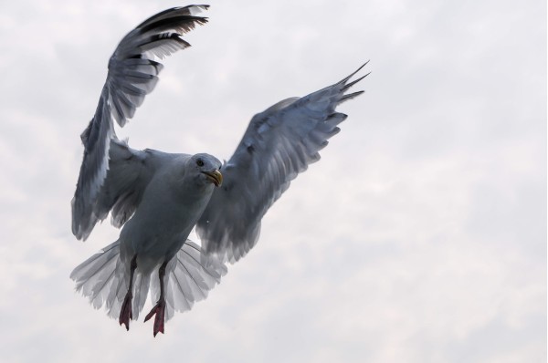 Superbe vue frontale d’un goéland argenté adulte en phase d’atterrissage