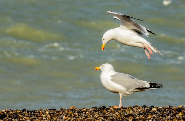 Goélands argentés adultes en interaction, emblématique du littoral normand.