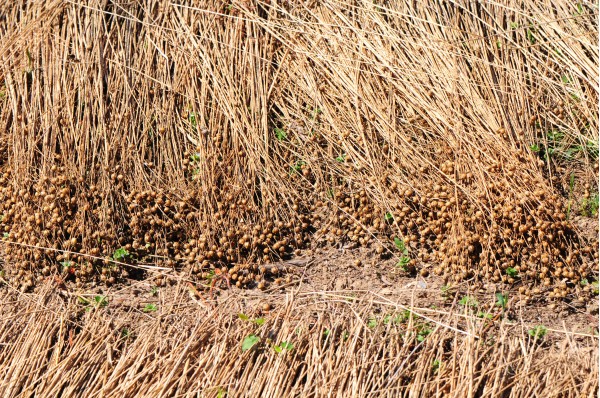 Lin au sol après arrachage : tiges et fibres après récolte sur le plateau cauchois, étape avant rouissage/ramassage. • Photo © Stéphane l’Hôte