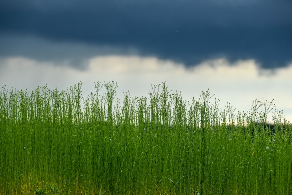 Lin sur pied et ciel d’orage : le vert intense des tiges sous une menace de pluie, ambiance maritime.  • Photo © Stéphane l’Hôte