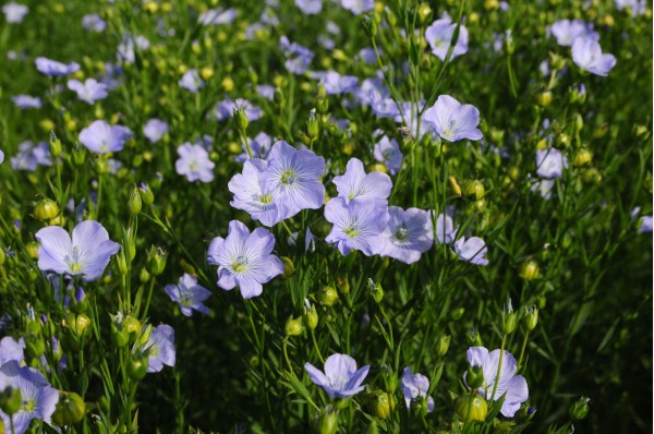 Floraison du lin : un tapis de petites fleurs bleues dans la parcelle. Champ de lin en lignes parallèles en Seine-Maritime, paysage agricole du Pays de Caux• Photo © Stéphane l’Hôte