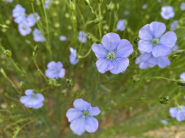 Macro fleurs : pétales bleus et cœur clair, détail botanique. • Photo © Stéphane l’Hôte