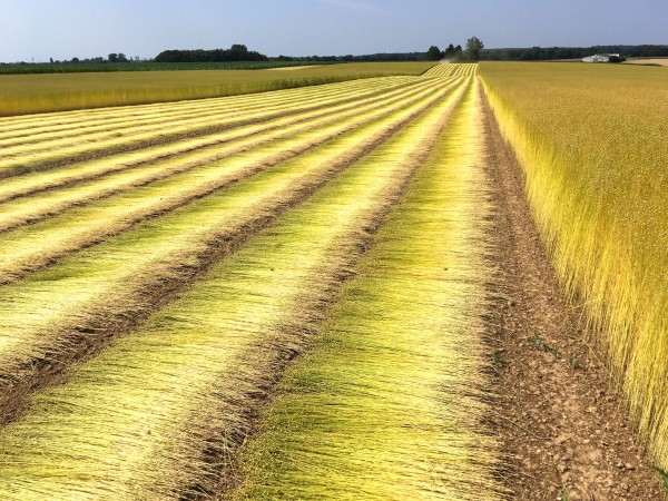 Perspective de rangs : lignes lumineuses et rythme du champ. • Photo © Stéphane l’Hôte