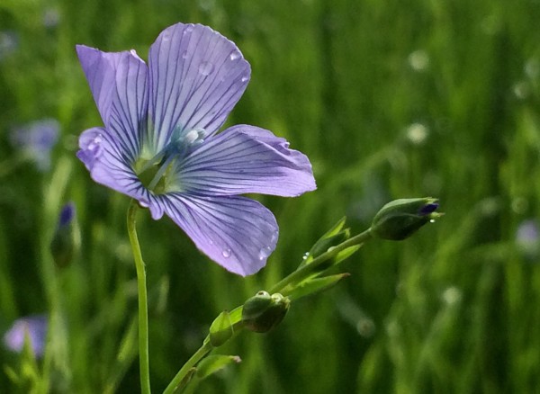 Close-up sur une Fleur de Lin  : portrait végétal, bleu vif sur fond vert. • Photo © Stéphane l’Hôte