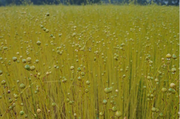 Lin sur pied : tiges fines et capsules, lumière dorée sur la végétation. • Photo © Stéphane l’Hôte