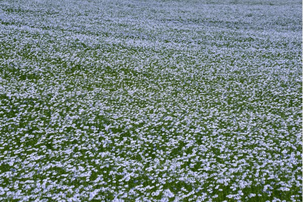 Lin en fleur : floraison dense, texture presque picturale à l’échelle du champ. • Photo © Stéphane l’Hôte
