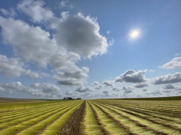 Rangées sous ciel lumineux : horizon et nuages, esthétique “plateau”. • Photo © Stéphane l’Hôte