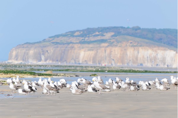 rassemblement de goélands, majoritairement des Goéland argenté, avec un mélange d’adultes et de jeunes (immatures)