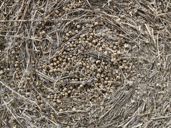 Spirale de fibres/tiges : motif circulaire, texture brute. • Photo © Stéphane l’Hôte