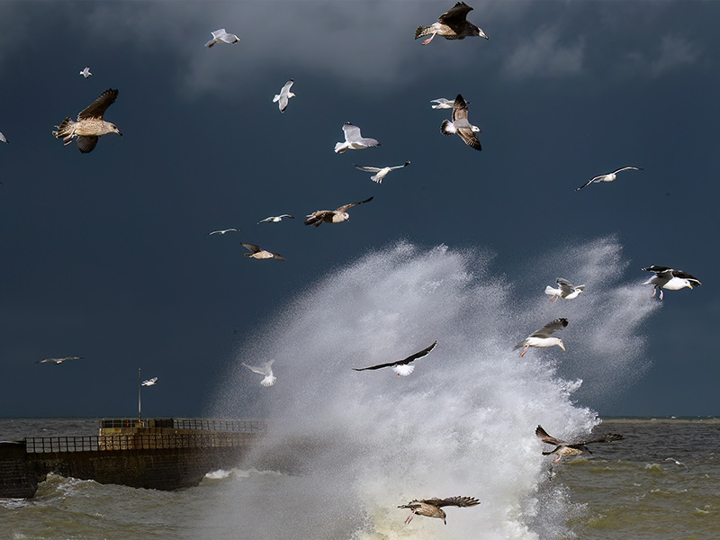 Goélands dans l’orage