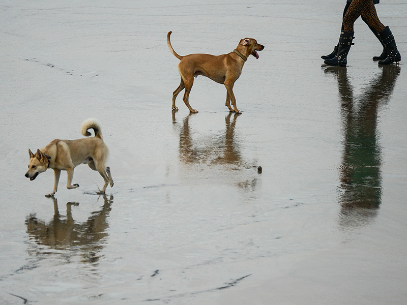 Reflets de plage : une promenade au rythme des chiens