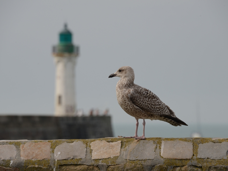 Goéland immature et phare : un équilibre discret sur le littoral normand