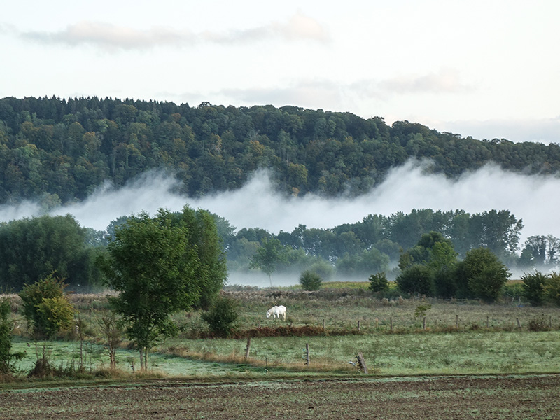 Brume sur la zone humide de Saint-Wandrille