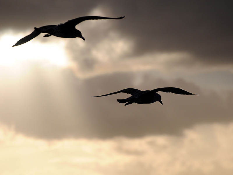 Deux goélands en contre-jour : Entre ombre et lumière, le vol
