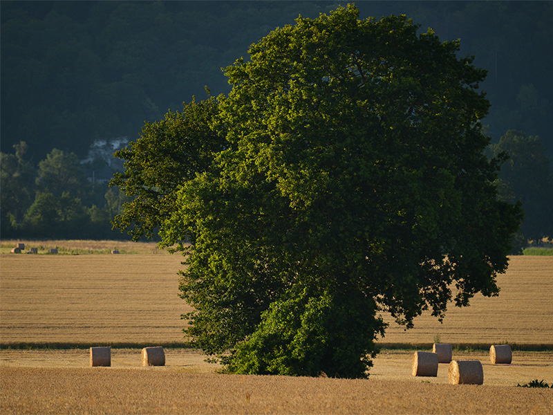 L’arbre au milieu des champs