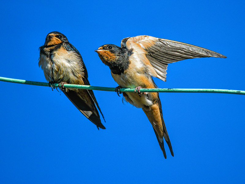 Deux hirondelles, la liberté en attente