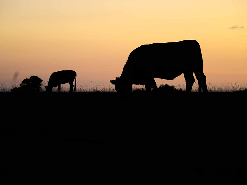 Seine-Maritime, silhouettes du soir dans la campagne