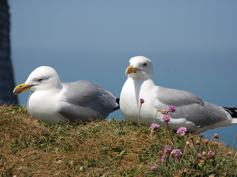 Oiseaux de mer et falaises vivantes : une exploration à pied au cœur du littoral
